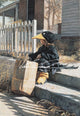 Steve Hanks - Little Black Crow