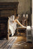 Steve Hanks - Room to Think